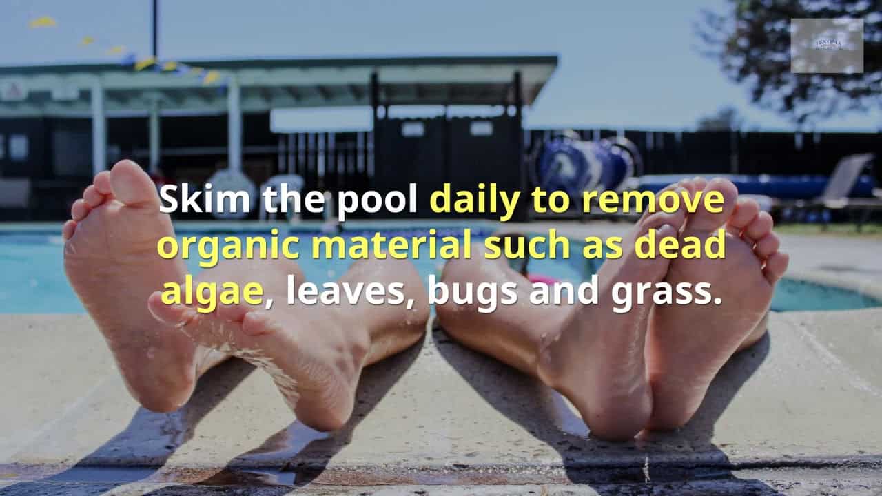 What To Do When You See Bugs In Your Pool Texoma Pools And Spas